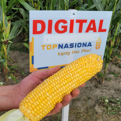 Digital - kukurydza od Top Nasiona!