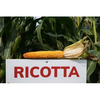Ricotta - odmiana kukurydzy na jakościową kiszonkę