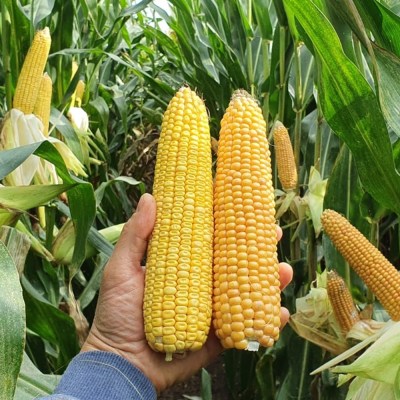 TOP SILO - Doskonale zbilansowana kiszonka